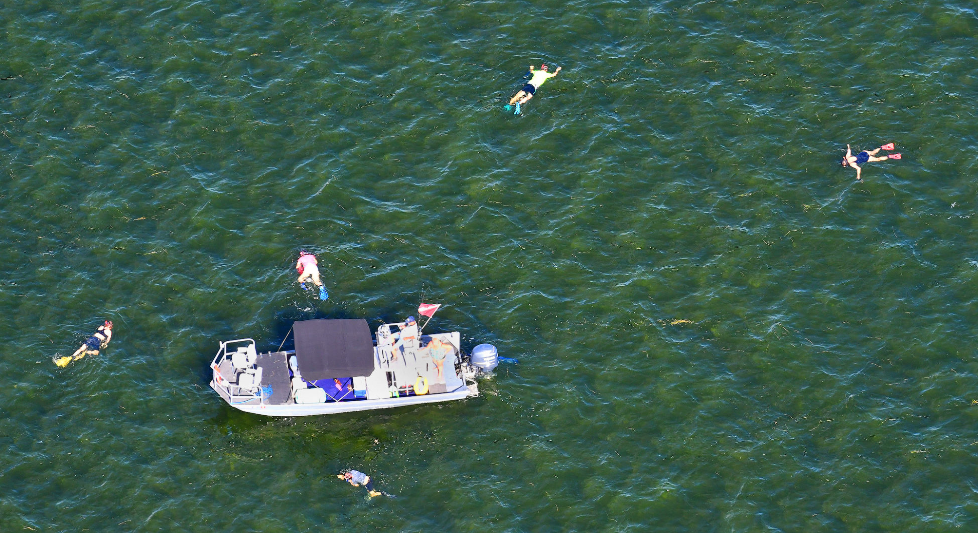 Scallop swimming for Nayfield